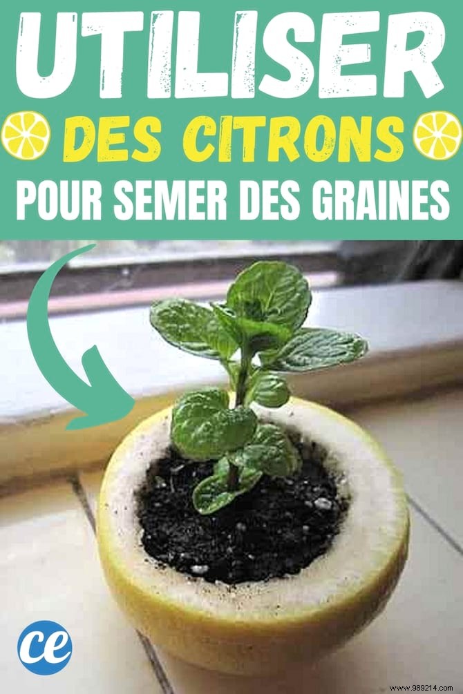 Don t Throw Away Your Lemon Skins! Use them as a seedling pot. 