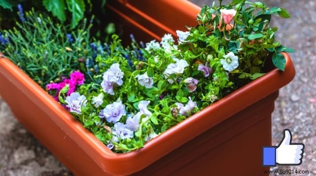 How To Clean And Disinfect Your Plastic Planters Easily. 