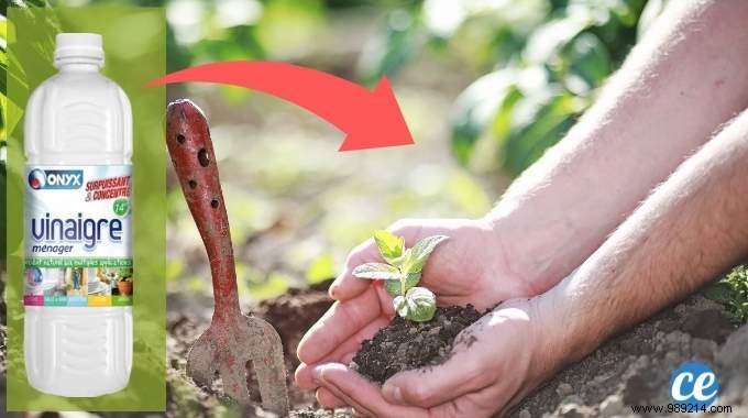 Use White Vinegar In The Garden And These 17 Miracles Will Happen. 