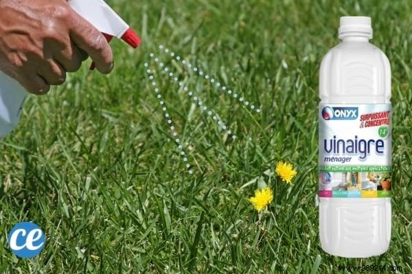 Use White Vinegar In The Garden And These 17 Miracles Will Happen. 