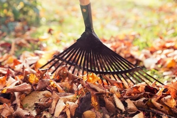 10 Frighteningly EFFECTIVE Natural and Free Fertilizers. 