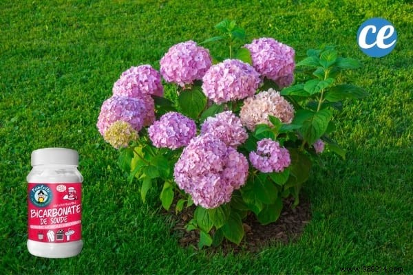 If You Use Baking Soda In The Garden, These 19 Miracles Will Happen. 