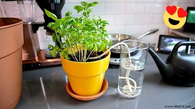 15 Easy Tips For Watering Your Plants When You re Away. 