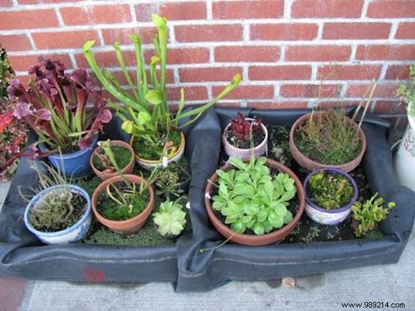 15 Easy Tips For Watering Your Plants When You re Away. 