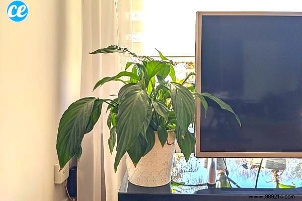 9 Houseplants That Clean the Air in Your Home WITHOUT Doing Anything. 