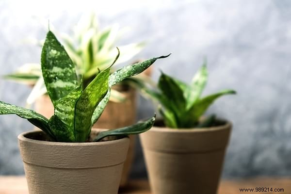 9 Houseplants That Clean the Air in Your Home WITHOUT Doing Anything. 