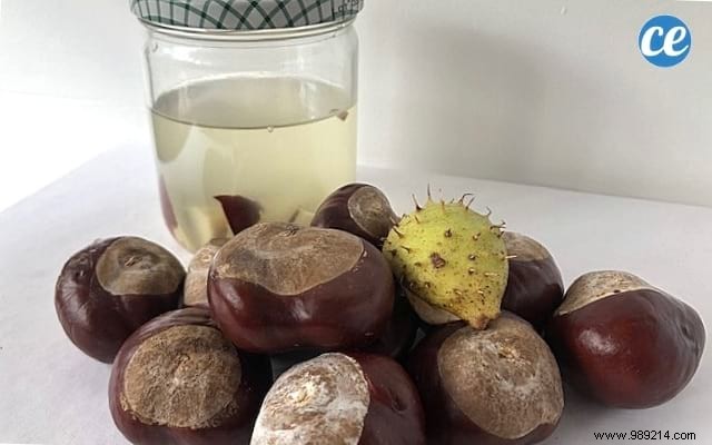 10 Chestnut Uses You re Gonna Fall In Love With. 