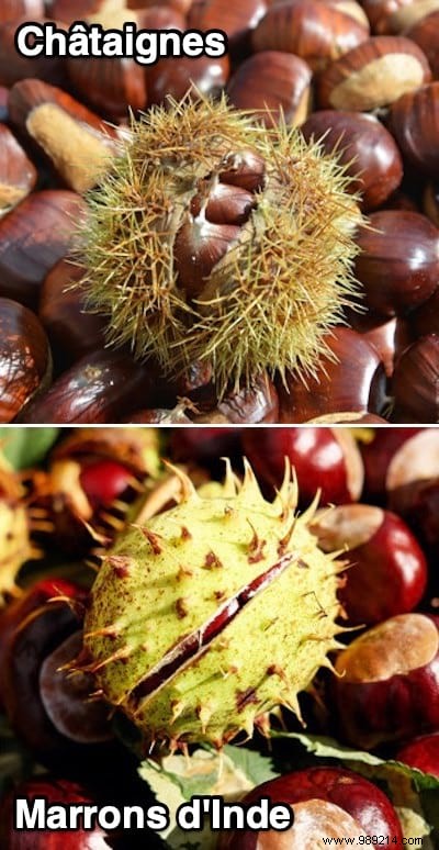10 Chestnut Uses You re Gonna Fall In Love With. 