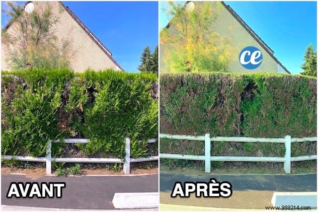 When and How to Properly Trim a Cedar Hedge? Gardener s Tips. 