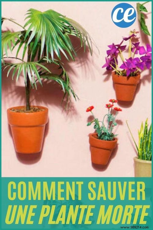 4 Gardening Secrets To Save A DEAD Plant (and Revive It). 