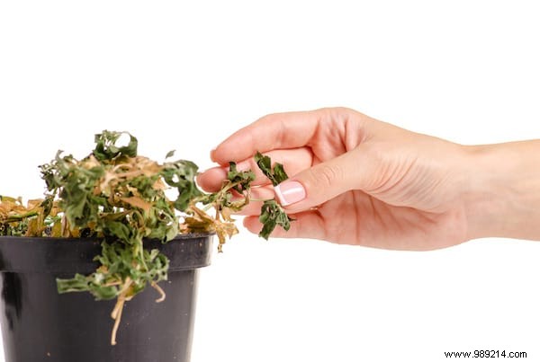 20 Incredible Tricks To Resuscitate A DEAD PLANT. 
