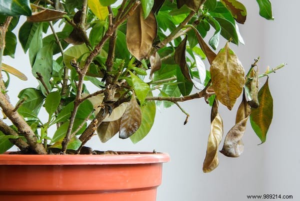20 Incredible Tricks To Resuscitate A DEAD PLANT. 