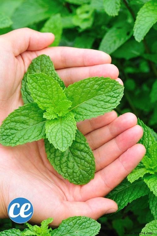 26 Easy-to-grow herbs to make your own herbal teas. 