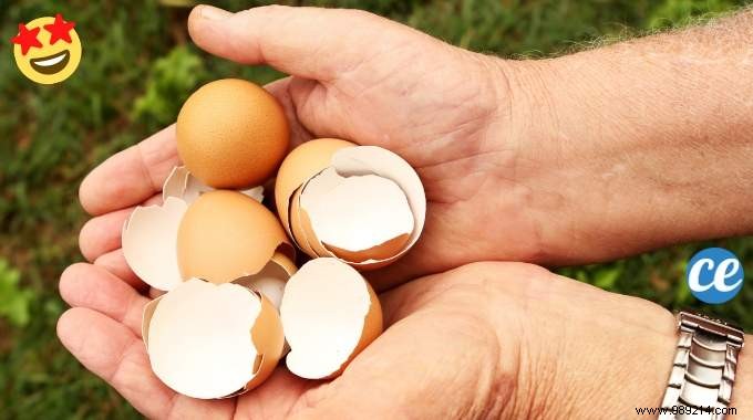 15 Good Reasons to Never Throw Away Your Eggshells Again. 