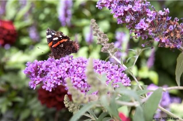Butterflies:10 Beautiful Flowers To Attract Them In Your Garden. 