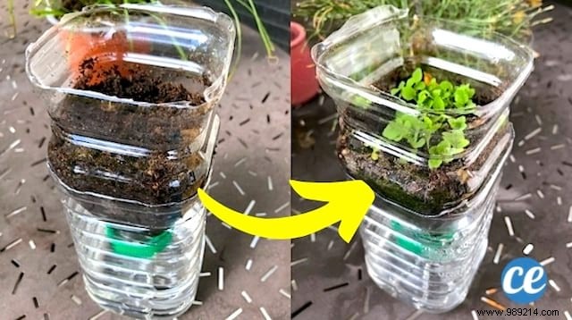 How To Do Automatic Watering For Seedlings With A Bottle. 