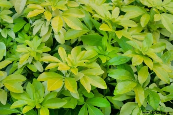 Hedges WITHOUT Maintenance:17 Shrubs That Grow Quickly and Effortlessly. 