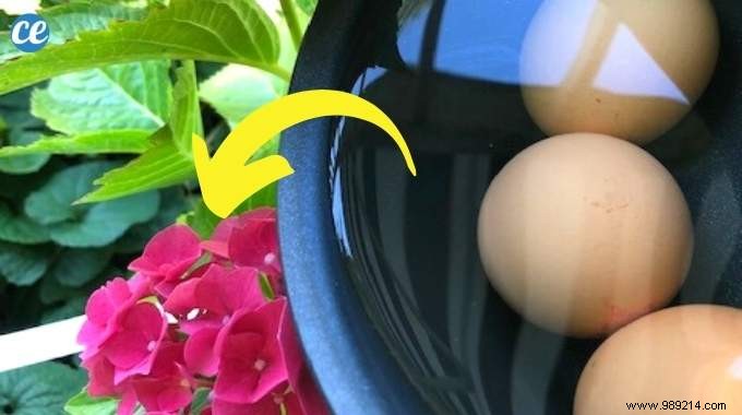 Egg Cooking Water, Free Fertilizer For Your Plants. 