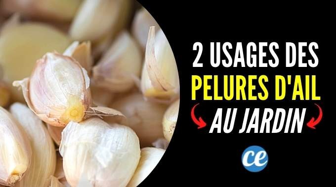 Garlic Peels:2 Amazing Uses in the Garden. 