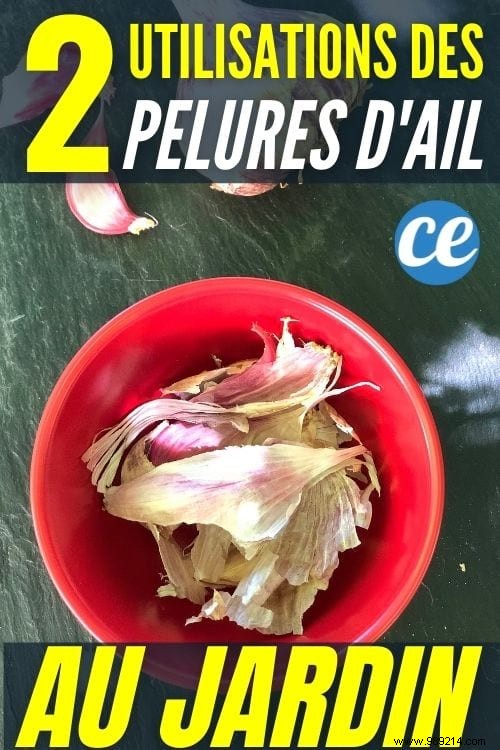 Garlic Peels:2 Amazing Uses in the Garden. 