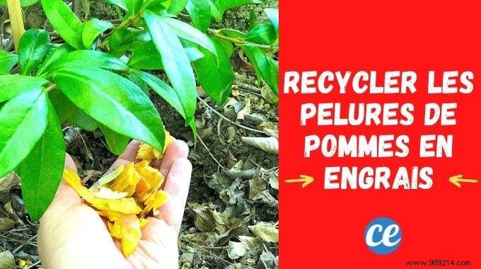Apple Peelings, A Very Good Free Fertilizer For Your Plants. 