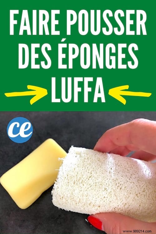 No More Buying Sponges! Grow Them in Your Garden Easily. 