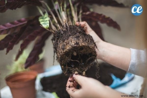 25 Gardening Tips Every Gardener Should Know. 