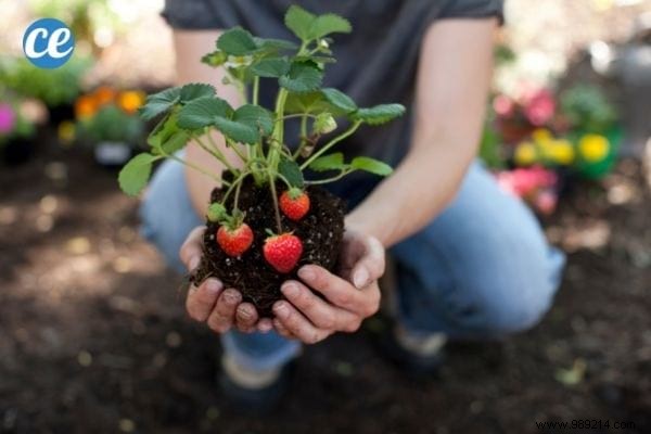 25 Gardening Tips Every Gardener Should Know. 