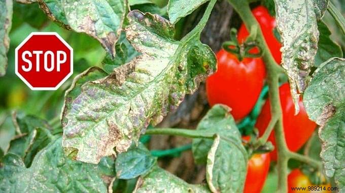 Tomato Downy Mildew:The Natural Treatment Nobody Knows About. 
