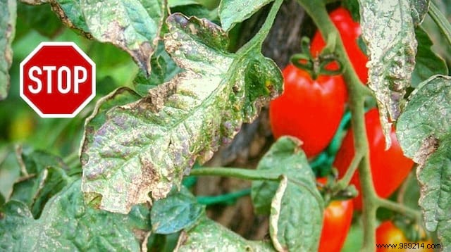 Tomato Downy Mildew:The Natural Treatment Nobody Knows About. 