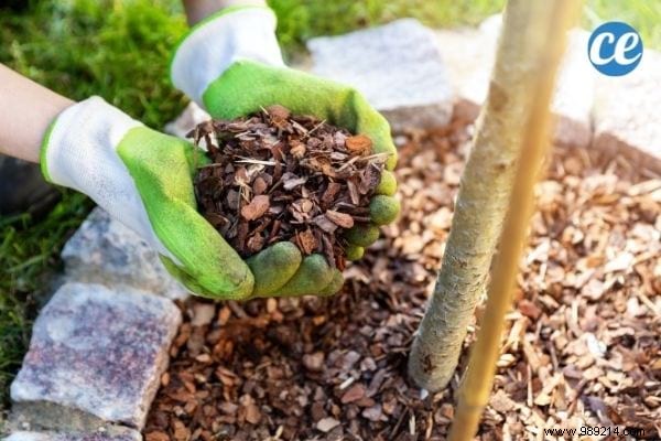 What is mulching used for and which one to choose for your garden and vegetable patch? 