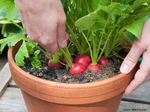 Easy:25 Fruits and Vegetables to Grow In Pots On Your BALCONY. 