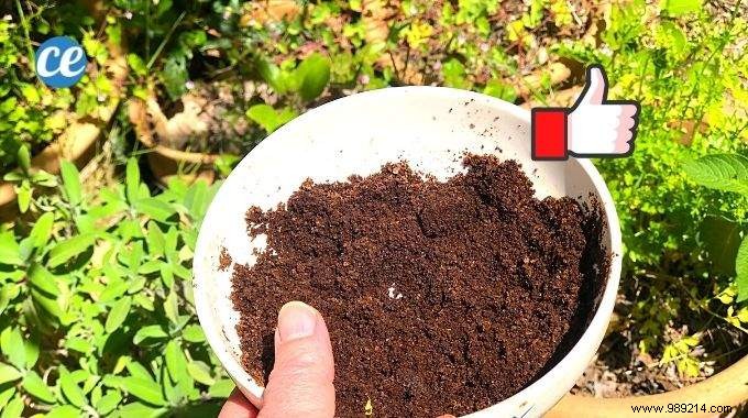 What To Do With Coffee Grounds In The Garden? 5 Bluffing Uses. 