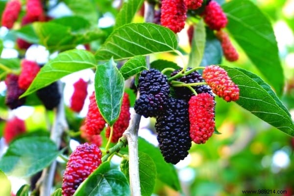 Fruit Hedge:10 Shrubs to Plant to Have Fruit in Your Hedge. 