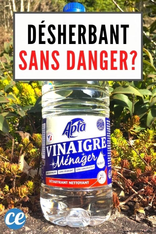 White Vinegar:A Truly SAFE Weedkiller? 