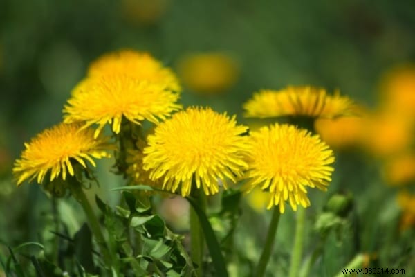 The 15 Worst Garden Weeds (And the Ways to Get Rid of Them). 