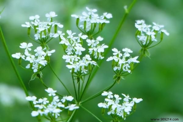 The 15 Worst Garden Weeds (And the Ways to Get Rid of Them). 