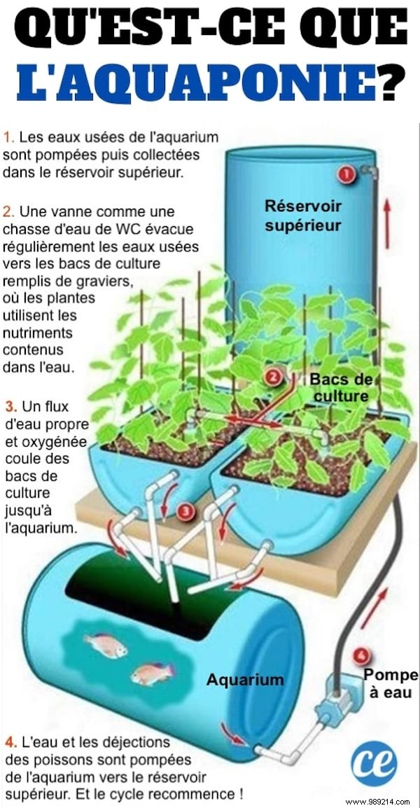 What is Aquaponics? The Diagram To Understand Everything. 
