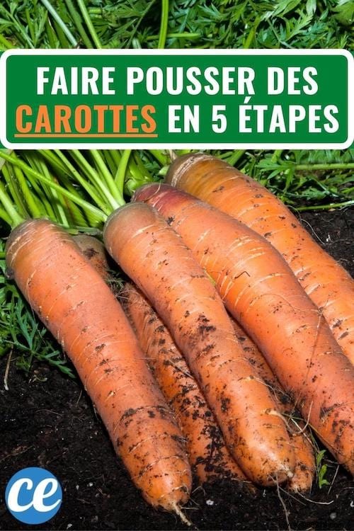 5 Easy Steps To Grow Carrots ALL YEAR ROUND. 