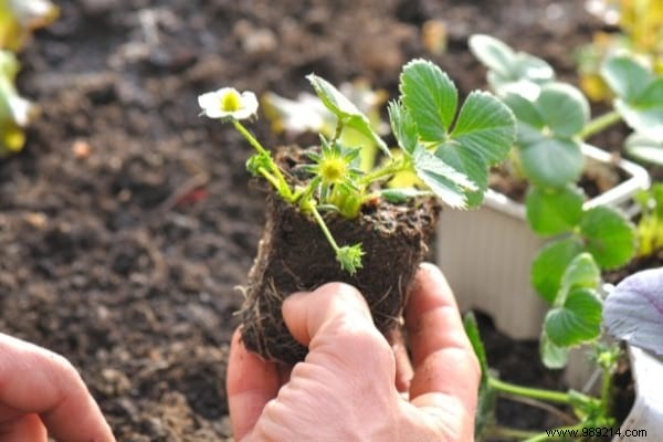What to Plant in March in the Vegetable Garden? 15 Vegetables That Grow Easily. 