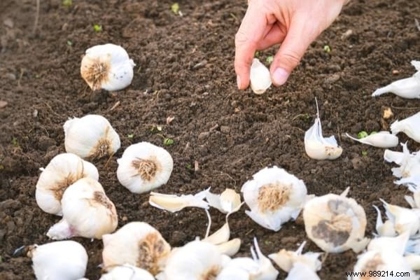 What to Plant in March in the Vegetable Garden? 15 Vegetables That Grow Easily. 