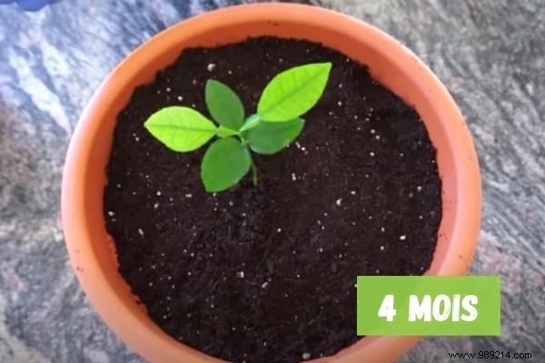 How To Grow A Lemon Tree From A Seed (The Easy Tutorial). 