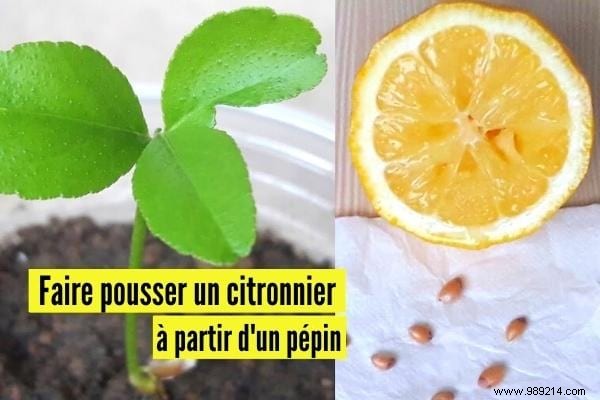 How To Grow A Lemon Tree From A Seed (The Easy Tutorial). 