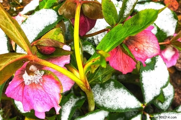 10 Plants That Don t Fear Frost (And That Bloom in Winter). 