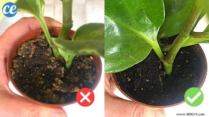A Florist s Tip To Know If Your Plants Need Water (Or Not). 