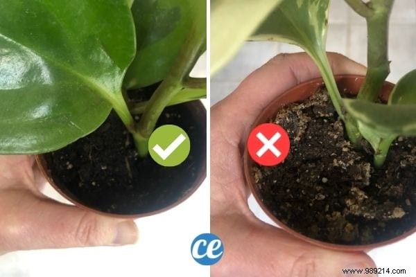 A Florist s Tip To Know If Your Plants Need Water (Or Not). 
