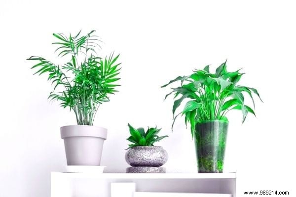 10 Plants That Absorb Moisture Naturally Throughout Your Home. 