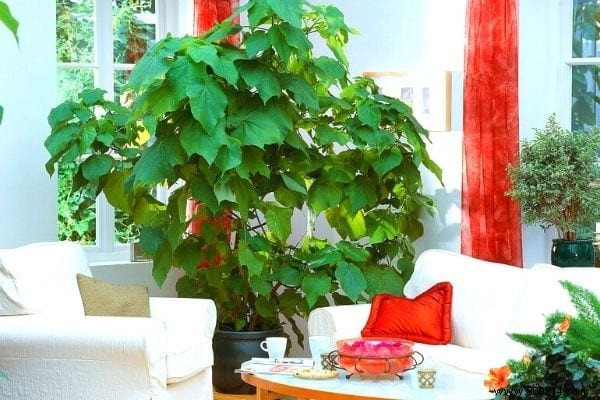 10 Plants That Absorb Moisture Naturally Throughout Your Home. 