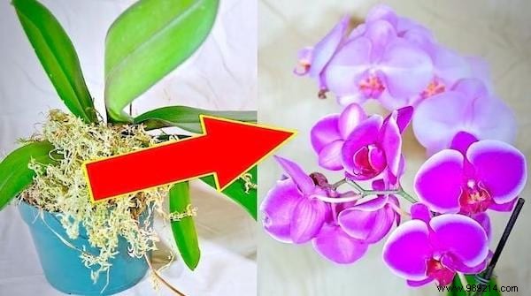 My 7 Secrets To Make An Orchid Rebloom Every Time. 