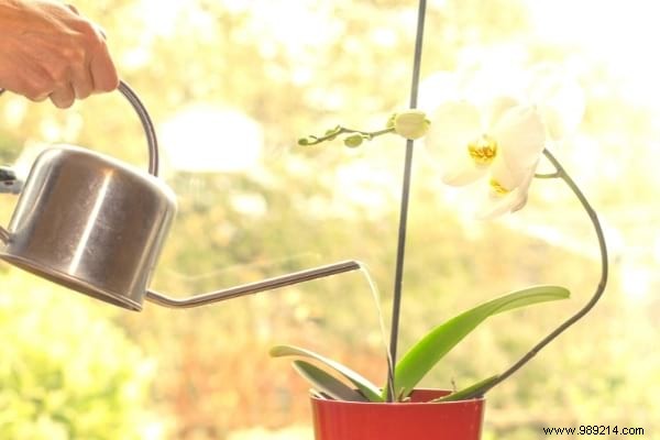 My 7 Secrets To Make An Orchid Rebloom Every Time. 